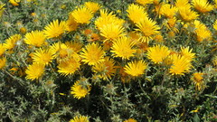 Berkheya angustifolia