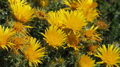 Berkheya angustifolia