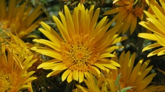 Berkheya angustifolia
