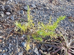 Artemisia scoparia