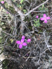 Boronia filifolia
