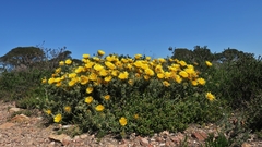 Berkheya angustifolia