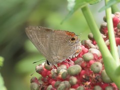 Deudorix epijarbas menesicles
