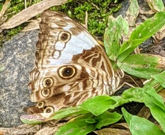 Ptychandra negrosensis