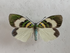 Chalcophaedra zuleika