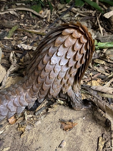 White-bellied Pangolin