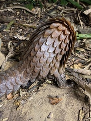 Phataginus tricuspis