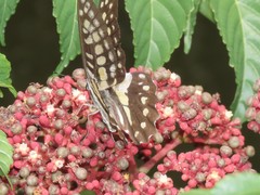 Graphium doson postianus