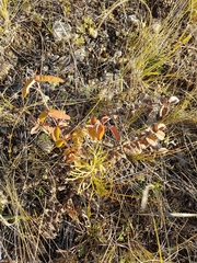 Sanguisorba officinalis