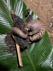 Phataginus tricuspis