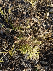 Pulsatilla turczaninovii