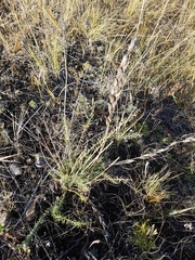 Oxytropis myriophylla