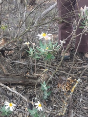 Olearia pannosa