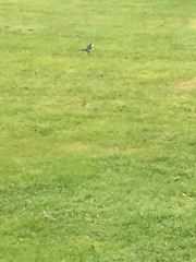 Motacilla alba yarrellii