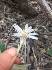 Olearia pannosa