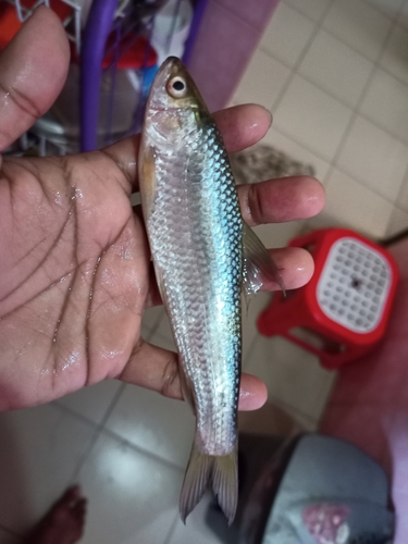 Reba-karper (Cirrhinus reba) — Cyprinidae