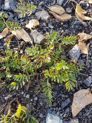 Sibbaldianthe orientalis