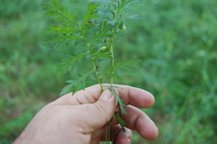 Artemisia latifolia