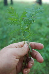 Artemisia latifolia