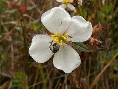 Pterolepis glomerata