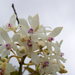 Epidendrum patens - Photo (c) Yves Bas, algunos derechos reservados (CC BY), subido por Yves Bas