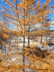 Larix gmelinii