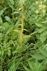 Pedicularis incarnata