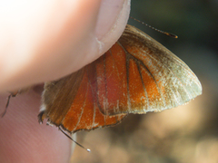 Rapala iarbus iarbus