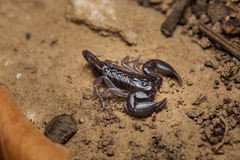 Opisthacanthus validus