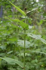 Cirsium heterophyllum