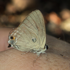 Rapala iarbus iarbus