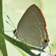 Rapala iarbus iarbus