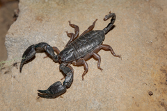 Opisthacanthus validus
