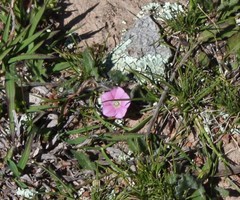 Convolvulus angustissimus