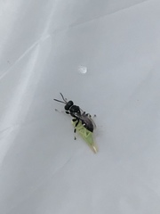 Clitemnestra bipunctata