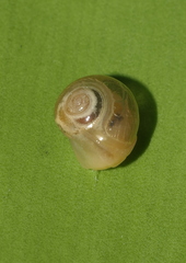 Helicarion perfragilis