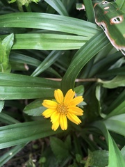 Sphagneticola trilobata