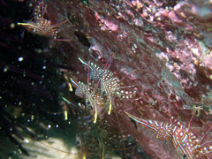 Rhynchocinetes serratus