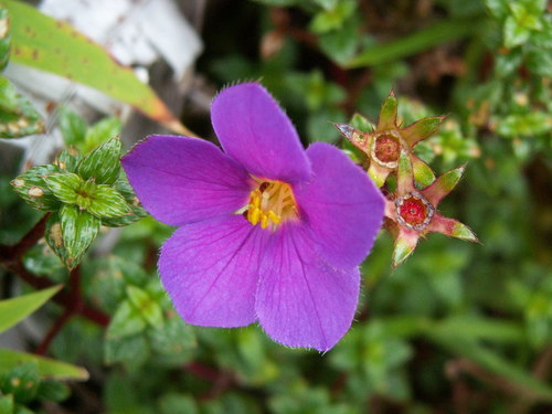 Tibouchina ornata