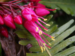 Miconia coccinea