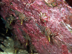 Rhynchocinetes serratus