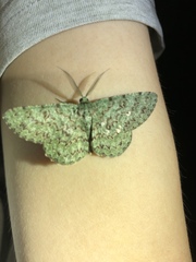 Ophthalmitis