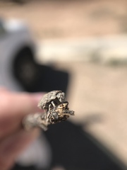 Euptychodera corrugata