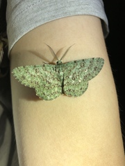 Ophthalmitis