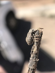 Euptychodera corrugata