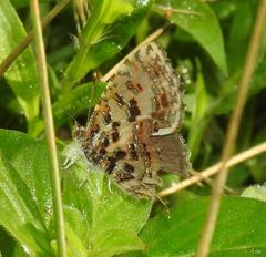 Catapaecilma major