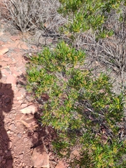 Dodonaea viscosa angustissima