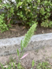 Rostraria cristata