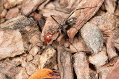 Iridomyrmex rubriceps
