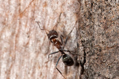 Iridomyrmex rufoniger